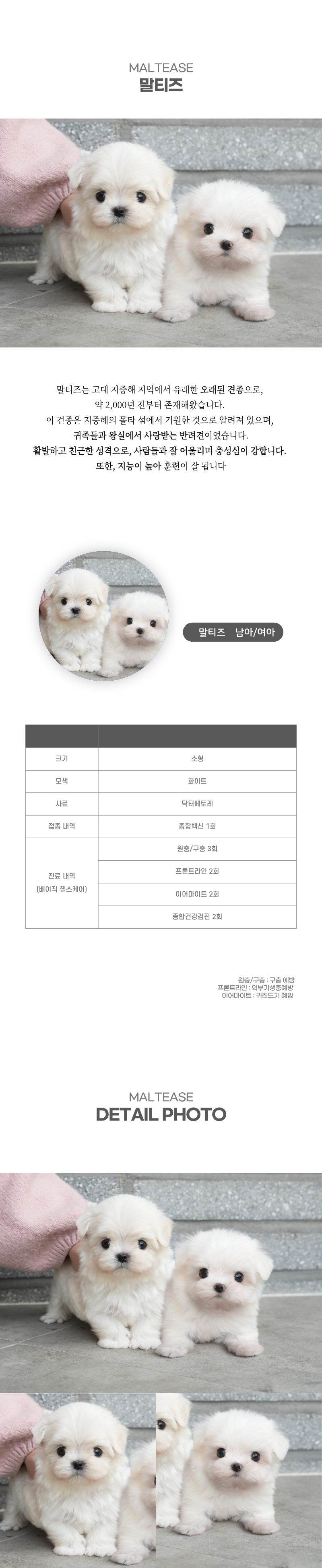 말티즈_상세이미지_2